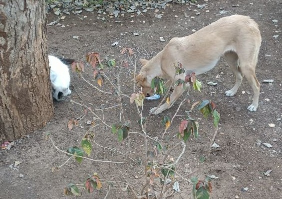 boka eating and fighting